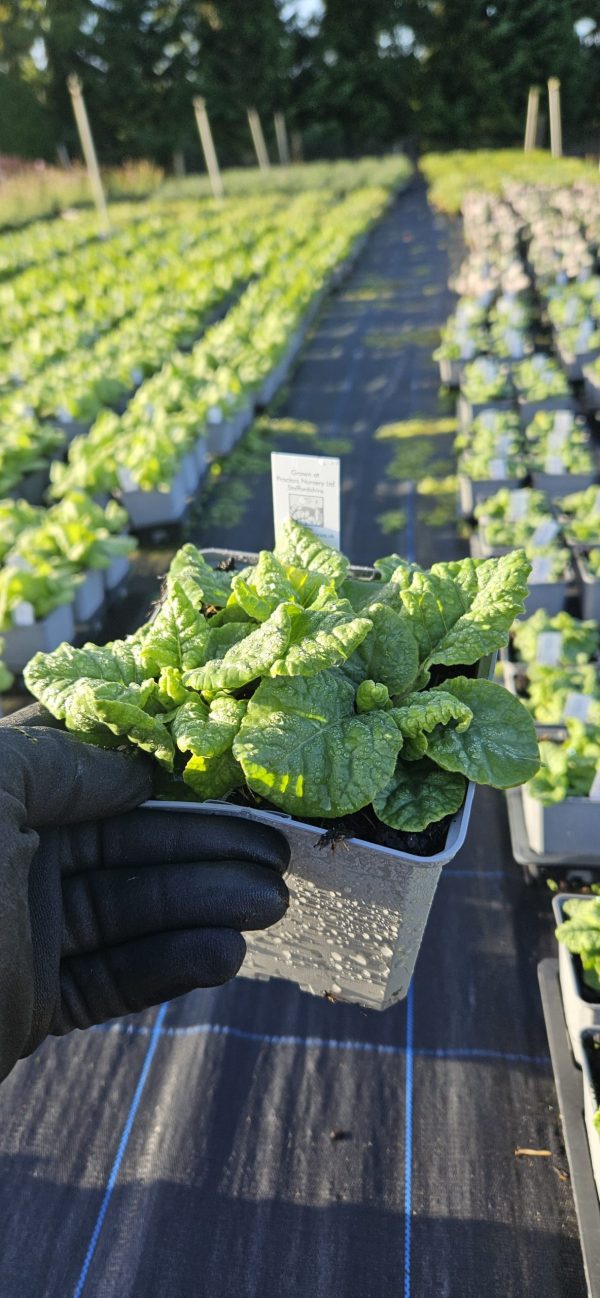Primula veris Orange Red with Yellow