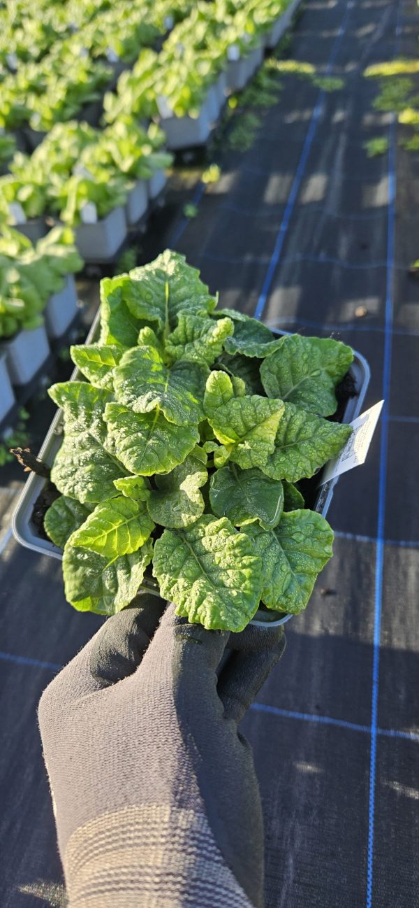 Primula veris Orange Red with Yellow