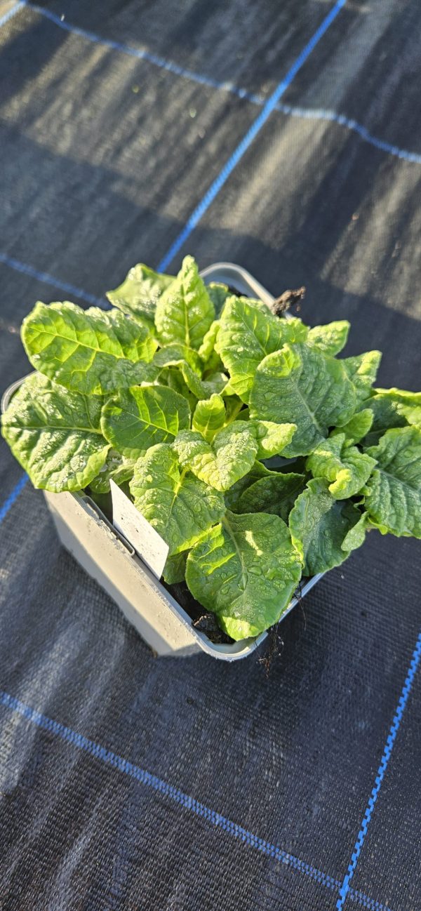 Primula veris Orange Red with Yellow
