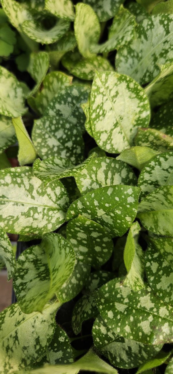 Pulmonaria 'Diana Clare'