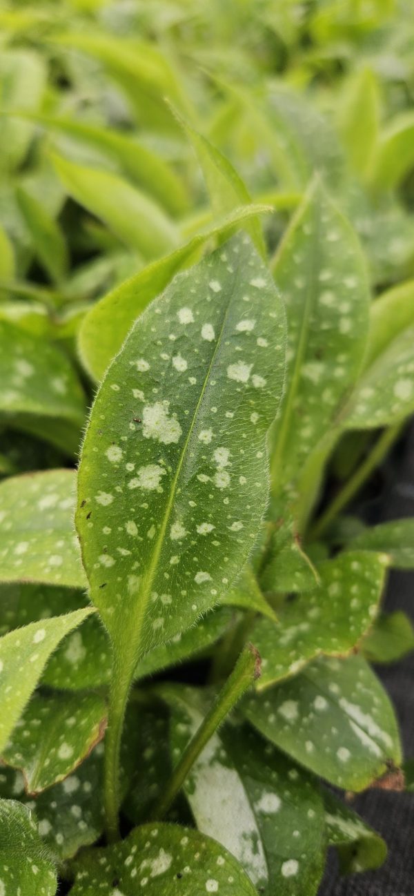 Pulmonaria 'Twinkle Toes'