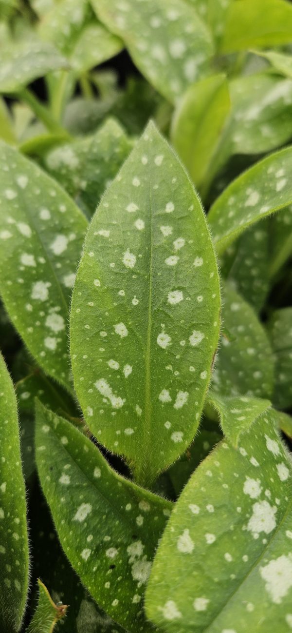 Pulmonaria 'Twinkle Toes'