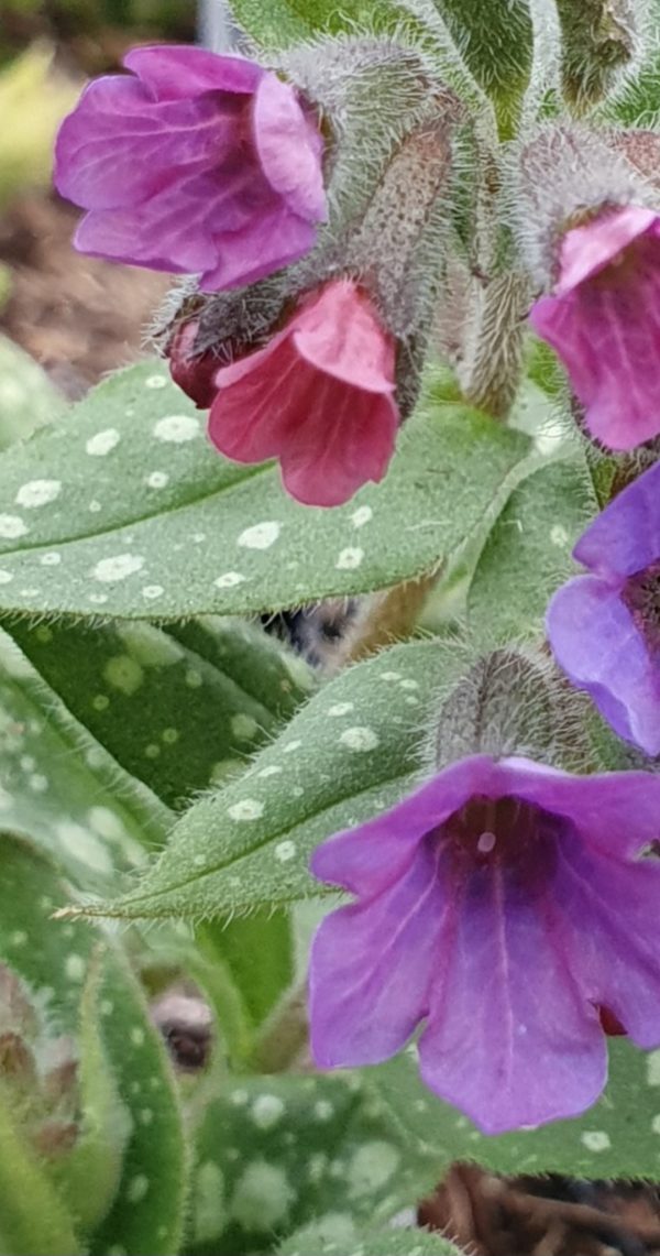 Pulmonaria 'Victorian Brooch'