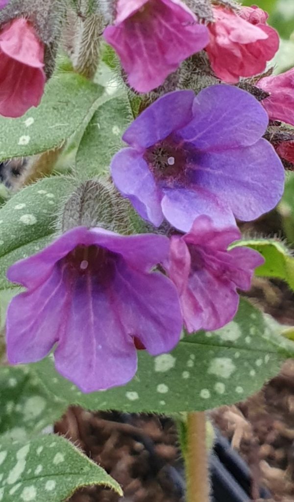 Pulmonaria 'Victorian Brooch'