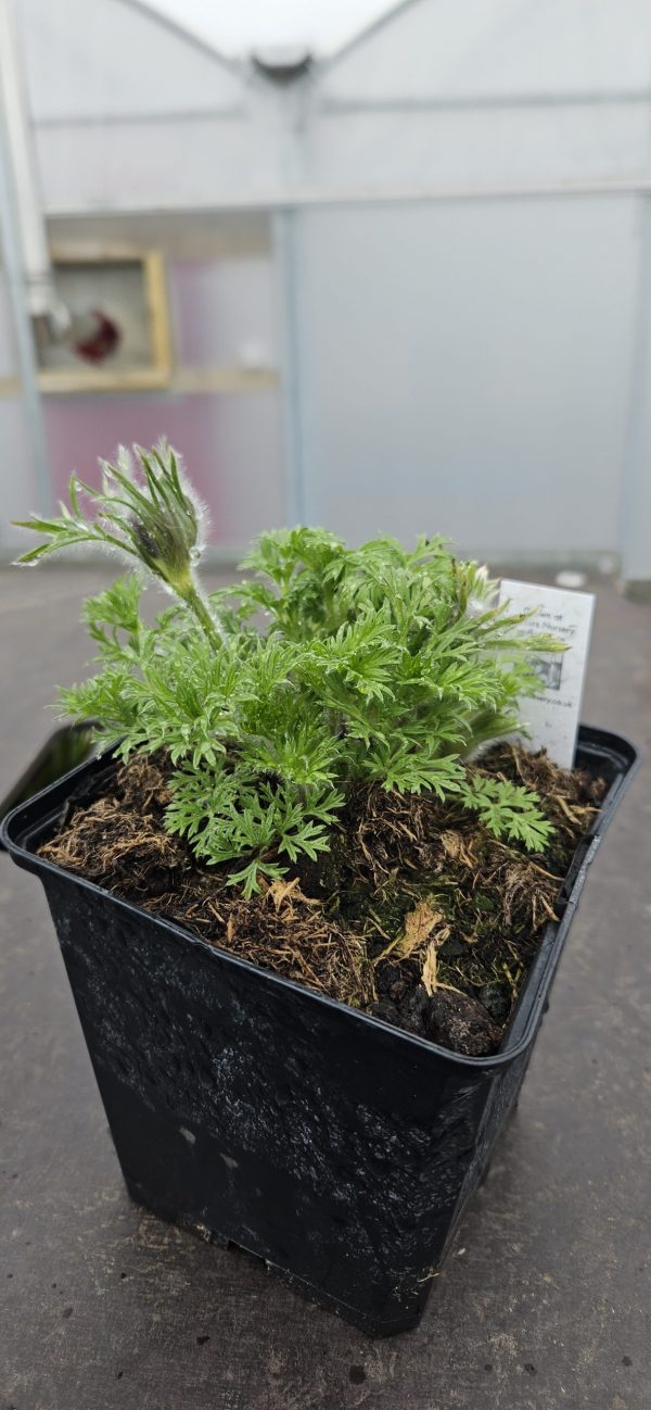 Pulsatilla vulgaris ‘Pearl Bells’ Pulsatilla vulgaris ‘Pearl Bells’