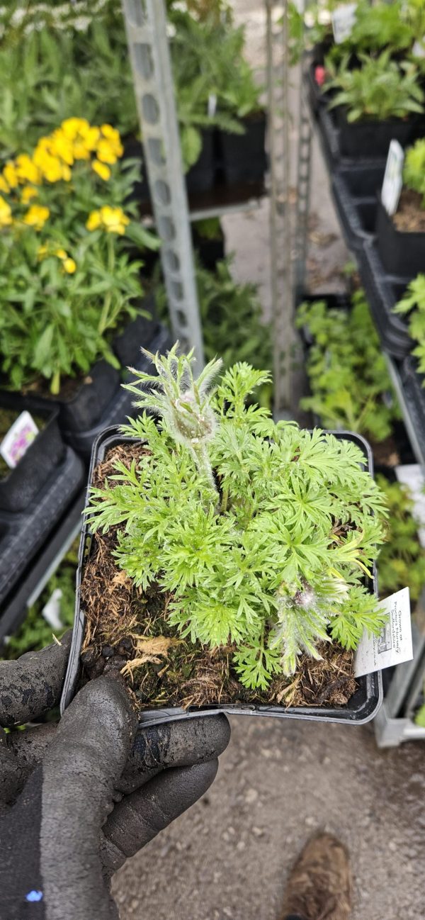 Pulsatilla vulgaris ‘Pearl Bells’2 Pulsatilla vulgaris ‘Pearl Bells’