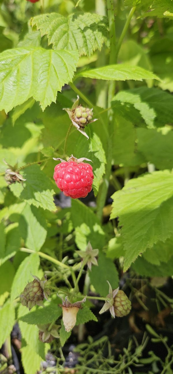 Raspberry 'Summer Lovers Patio Red'