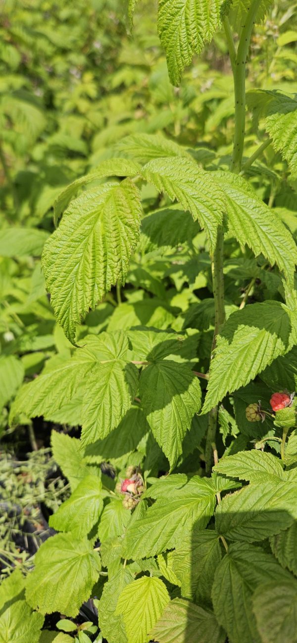 Raspberry 'Summer Lovers Patio Red'