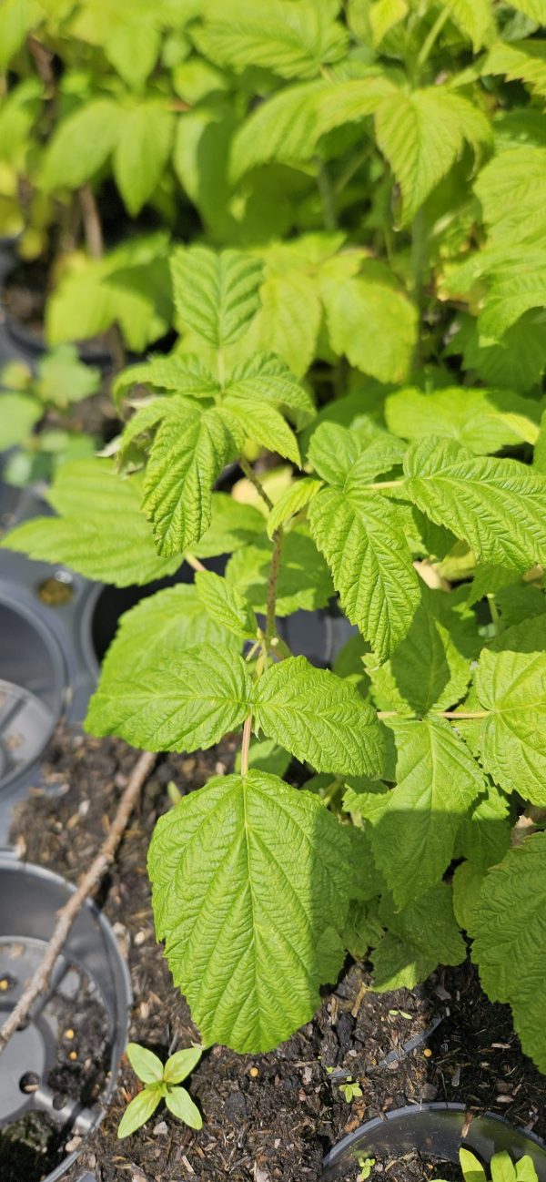 Raspberry 'Summer Lovers Patio Red'