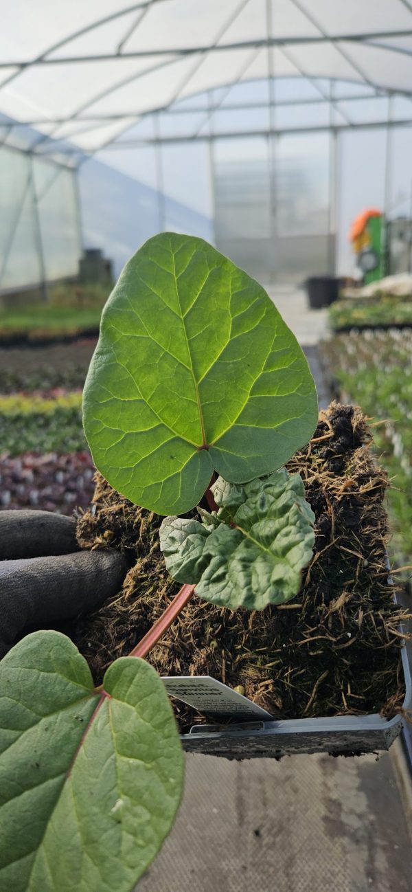 Rhubarb 'Sanvitos Summer'