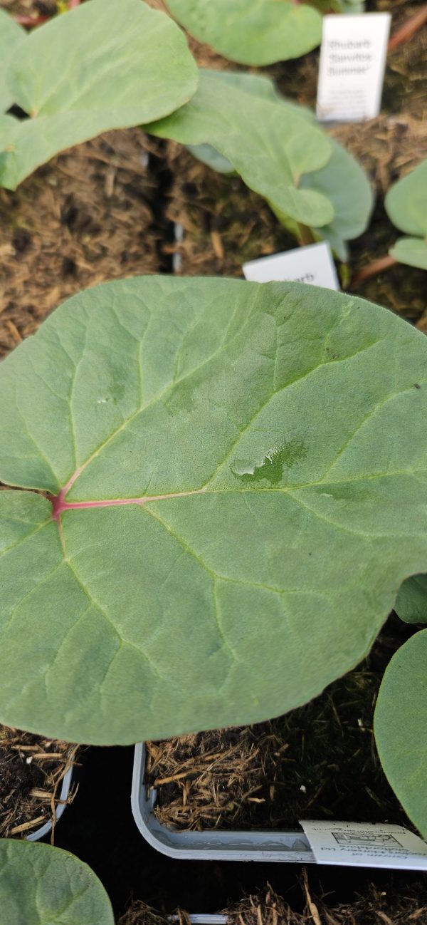 Rhubarb 'Sanvitos Summer'