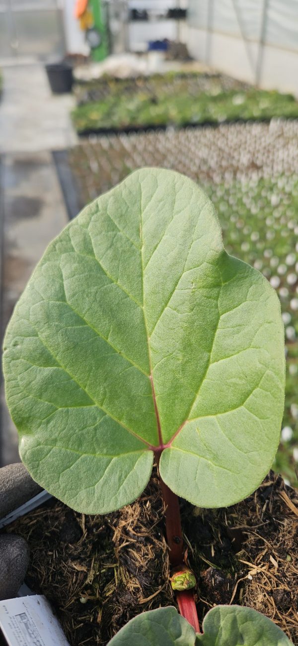 Rhubarb 'Sanvitos Summer'