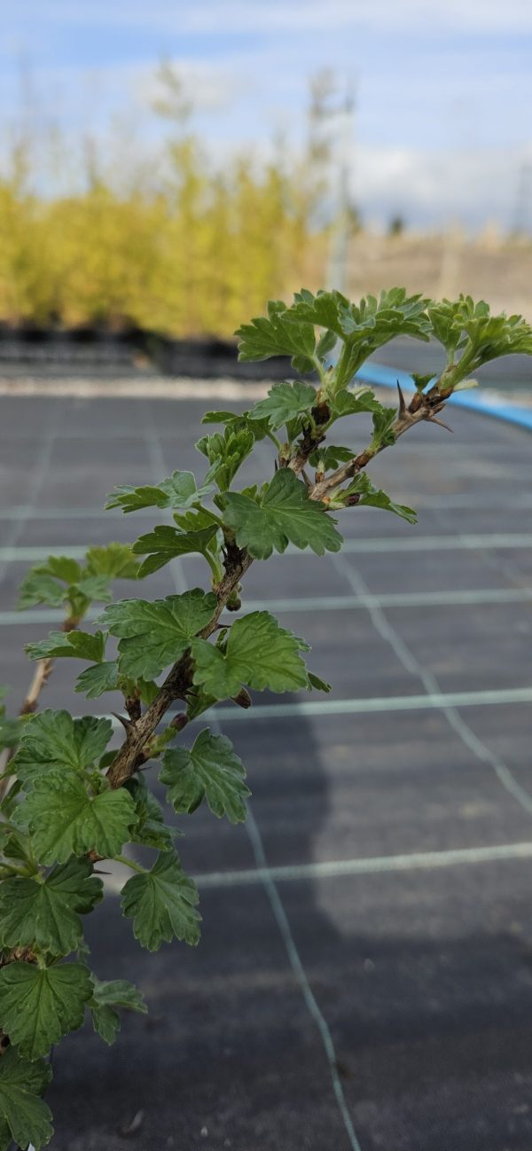 Ribes uva crispa 'Careless' Ribes uva crispa 'Careless'