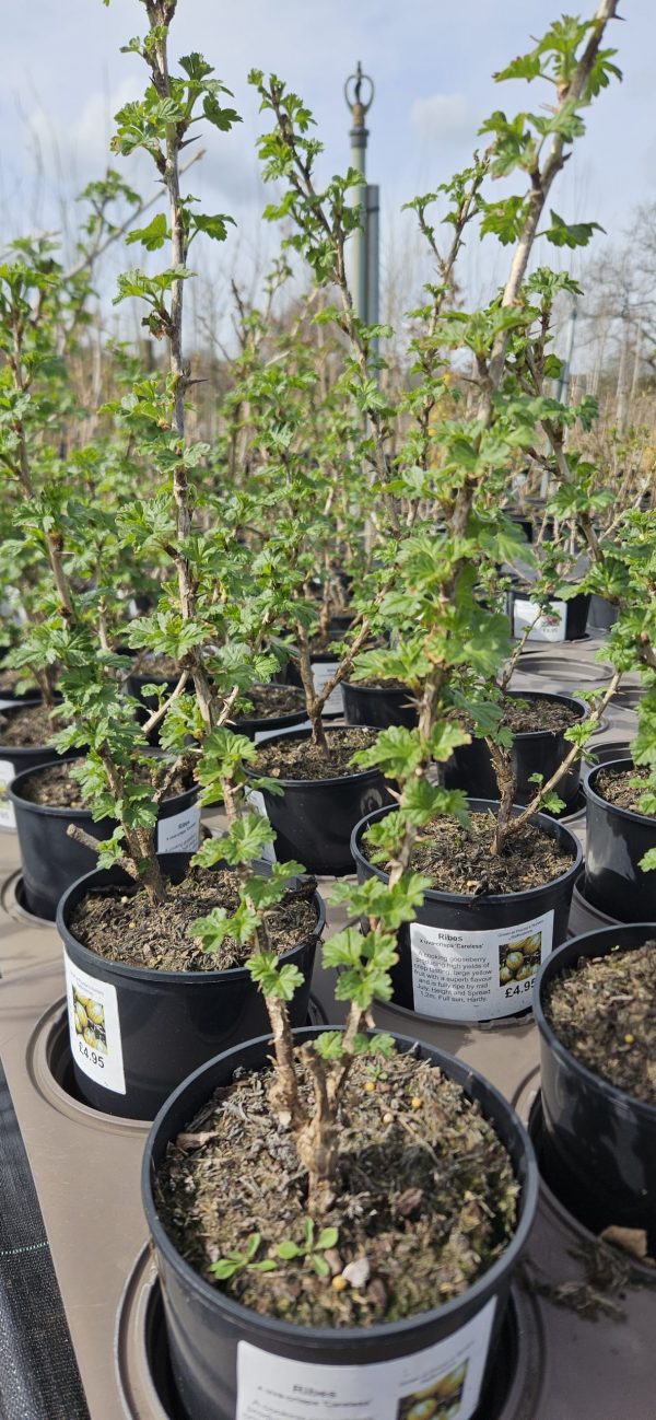 Ribes uva crispa 'Careless'2 Ribes uva crispa 'Careless'