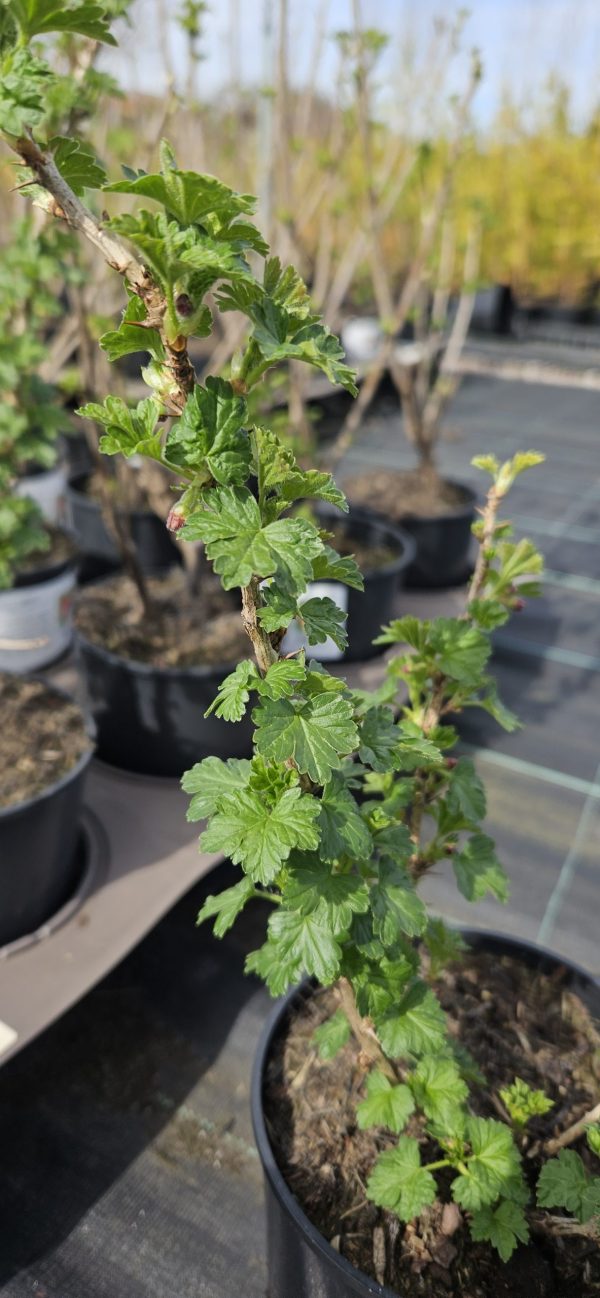 Ribes uva crispa 'Careless'3 Ribes uva crispa 'Careless'
