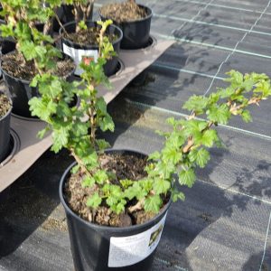 Ribes uva crispa 'Careless'