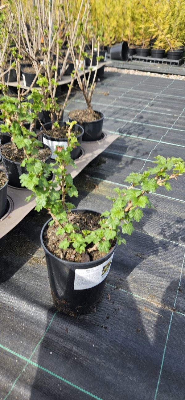 Ribes uva crispa 'Careless'4 Ribes uva crispa 'Careless'