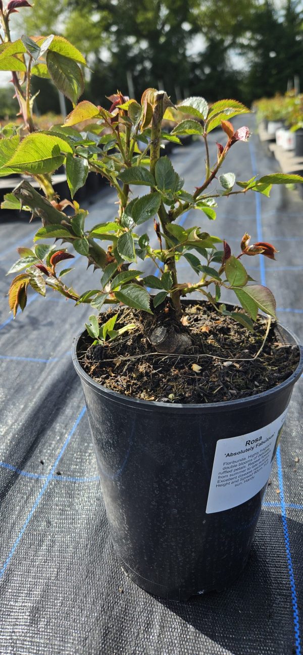 Rosa 'Absolutely Fabulous'