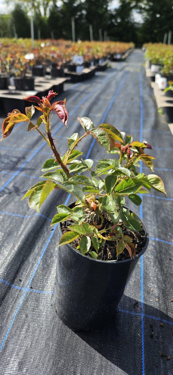 Rosa 'Absolutely Fabulous'