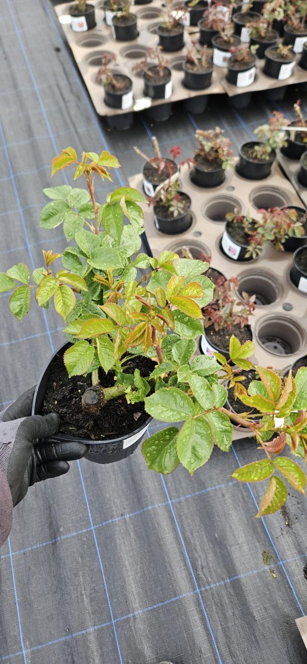 Rosa 'Aphrodite' Rosa 'Aphrodite'