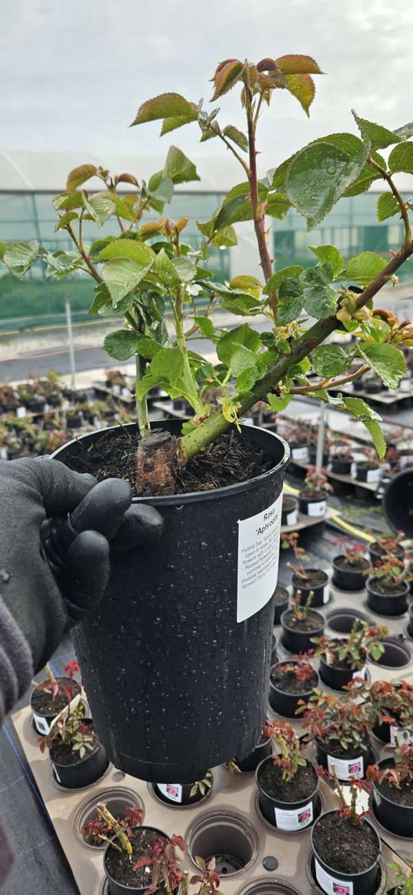 Rosa 'Aphrodite'2 Rosa 'Aphrodite'