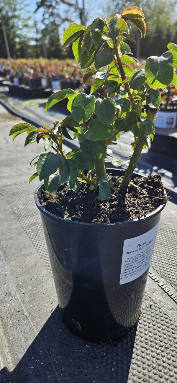 Rosa 'Belle de Jour'