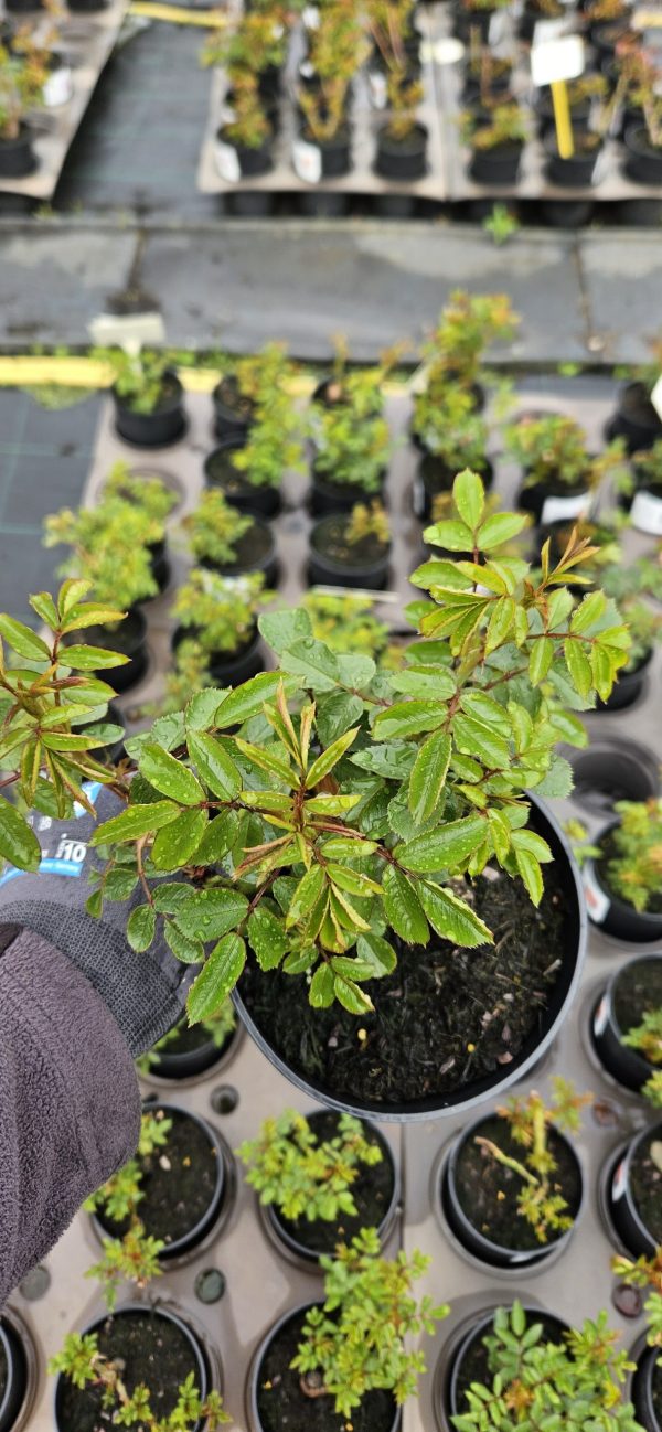 Rosa 'Carefree Days'