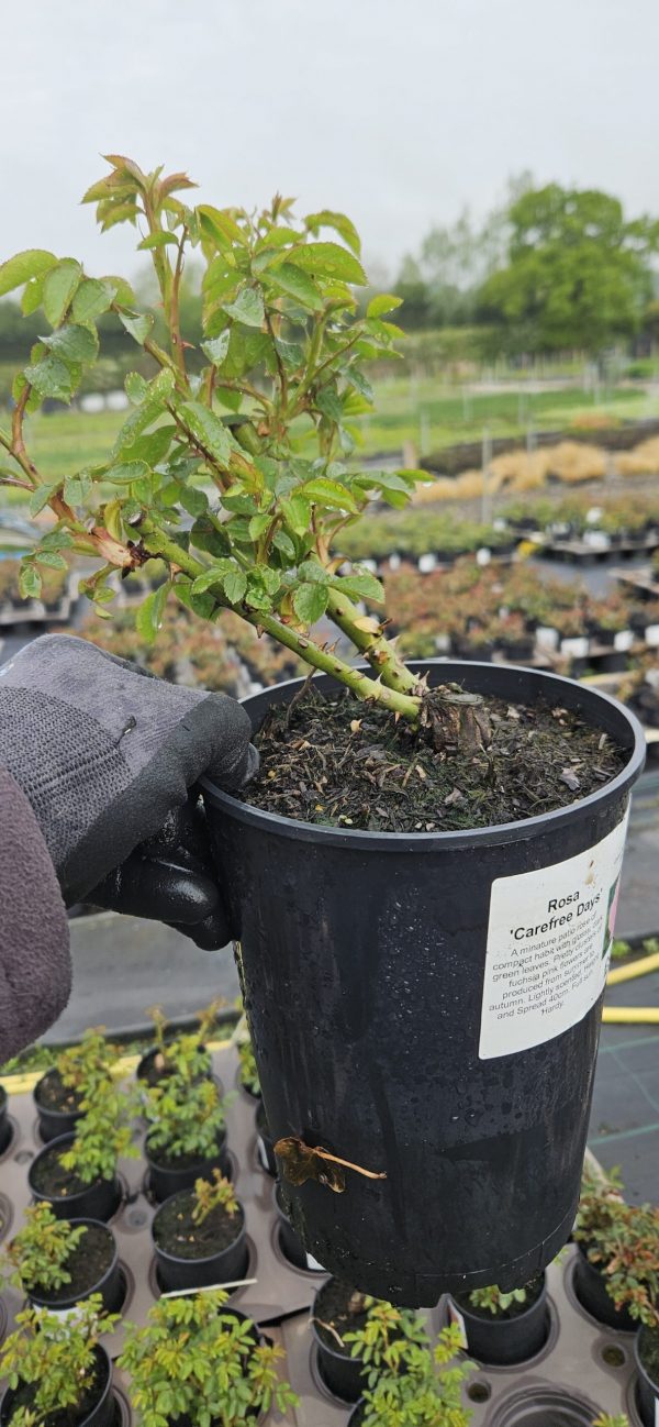 Rosa 'Carefree Days'