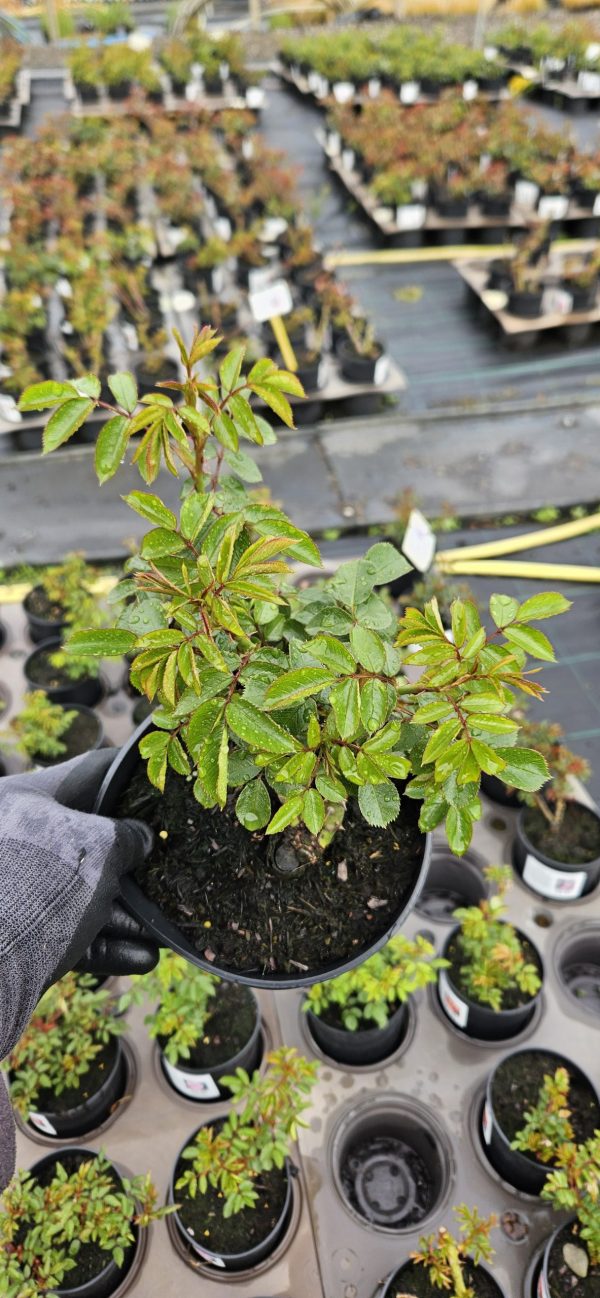 Rosa 'Carefree Days'