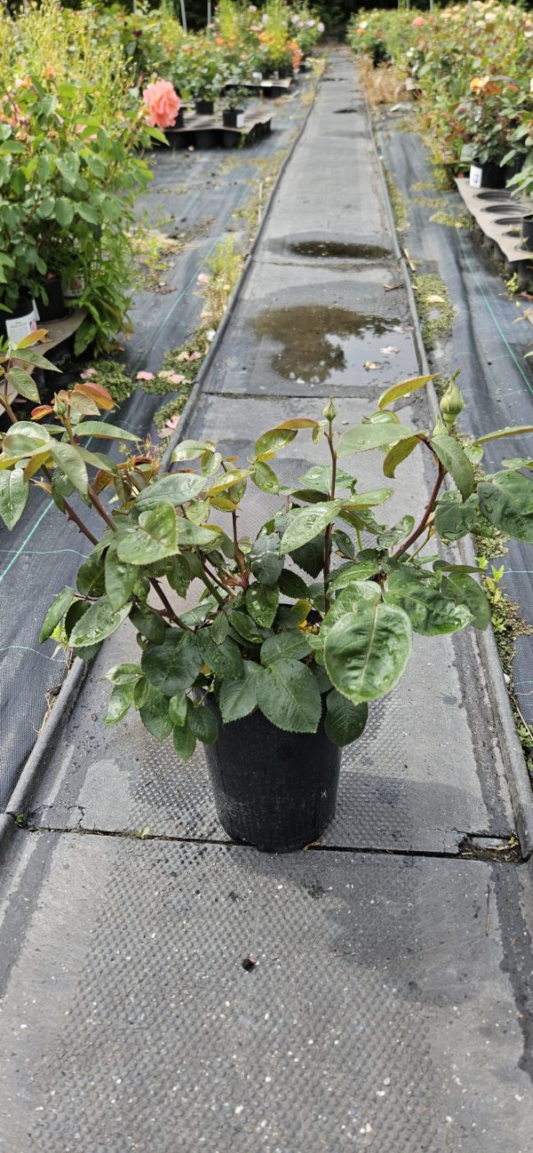 Rosa 'Cliff Richard'