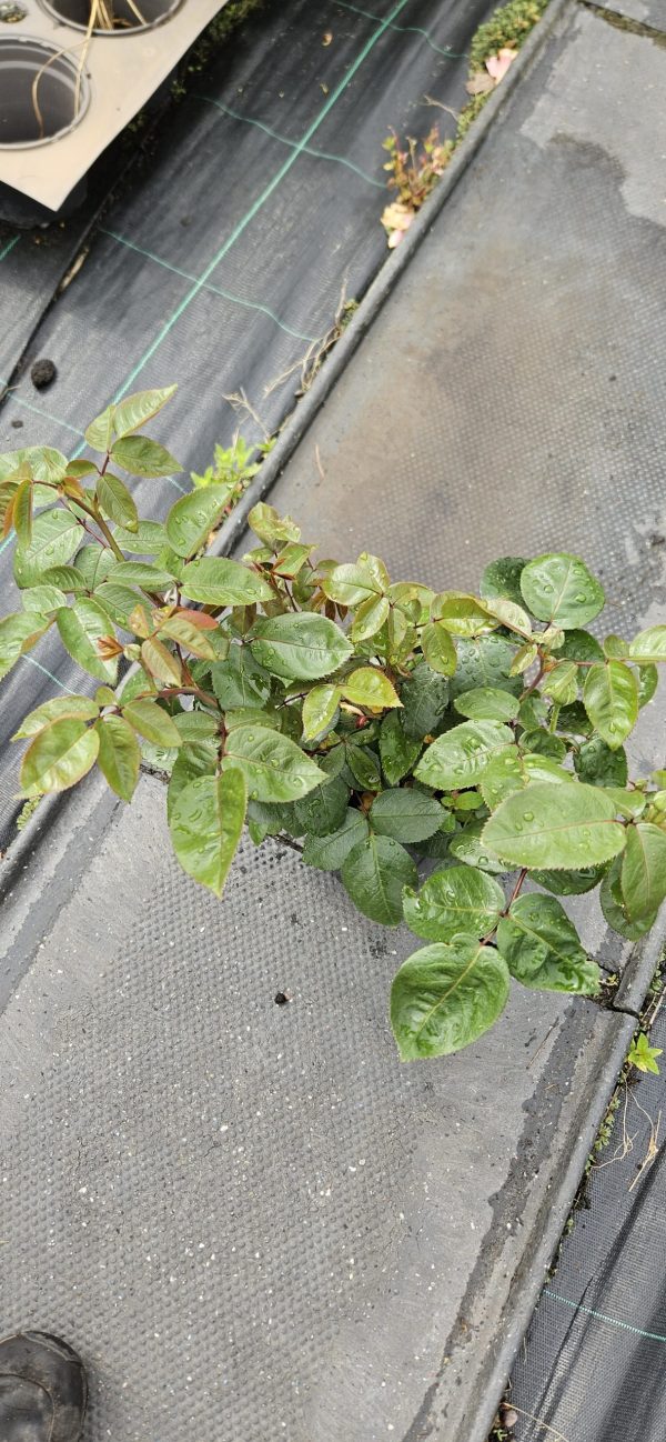 Rosa 'Cliff Richard'