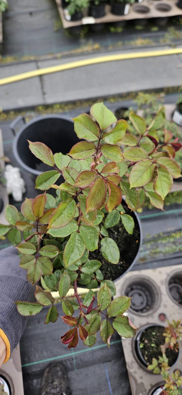 Rosa 'Congratulations'