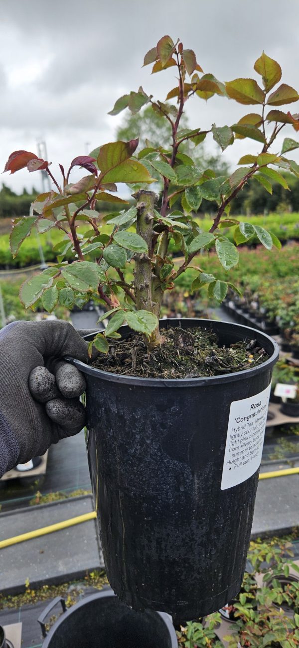 Rosa 'Congratulations'