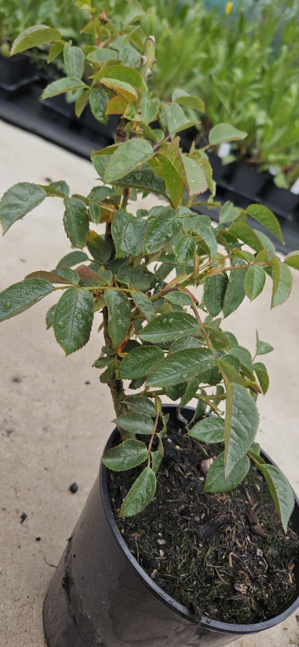 Rosa 'Crimson Cascade'