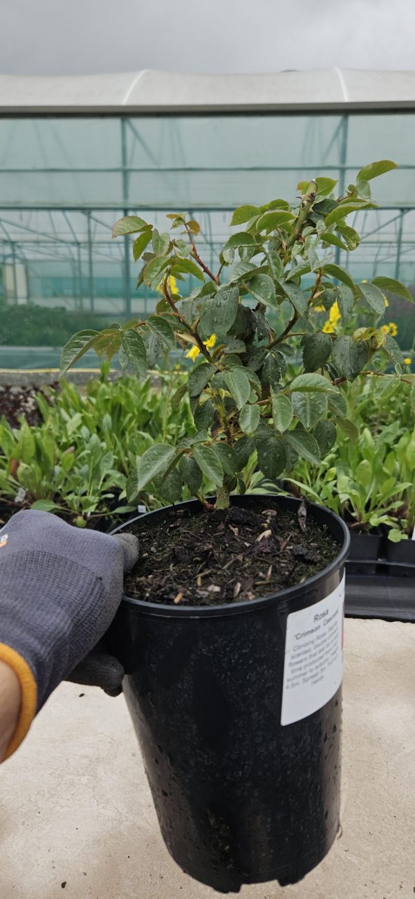 Rosa 'Crimson Cascade'