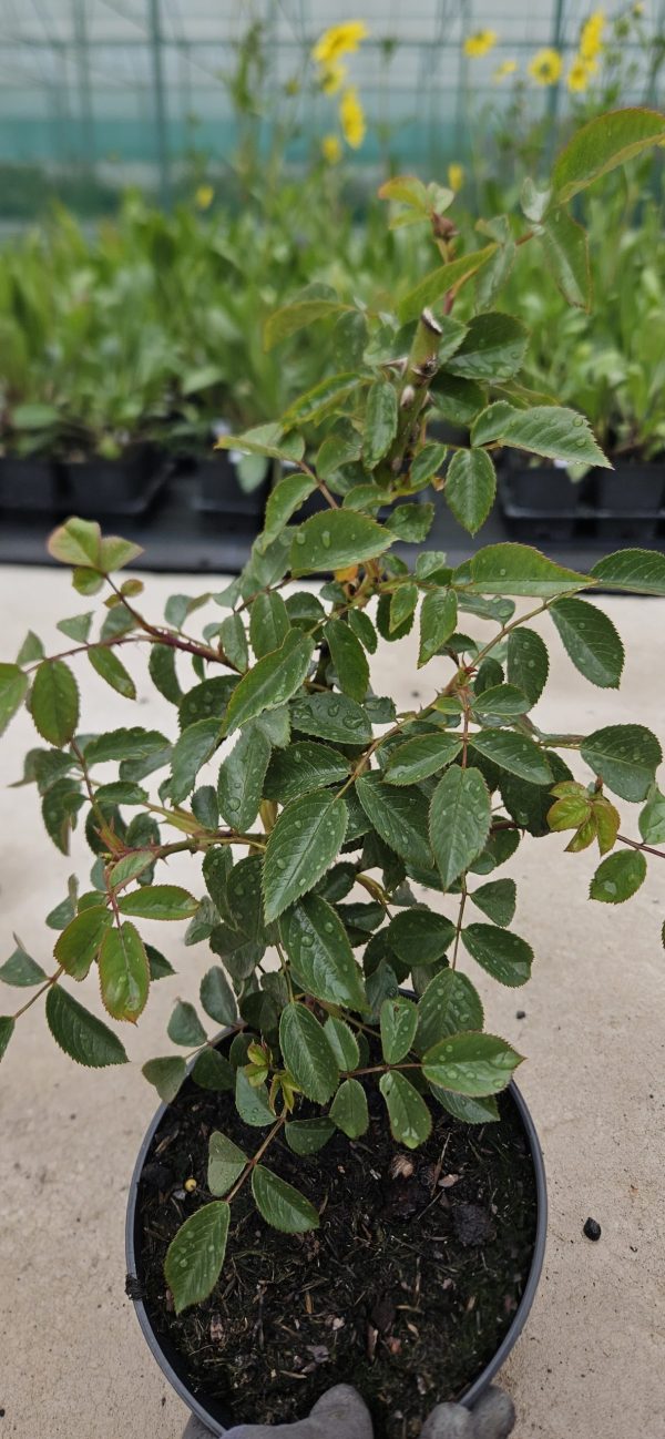 Rosa 'Crimson Cascade'