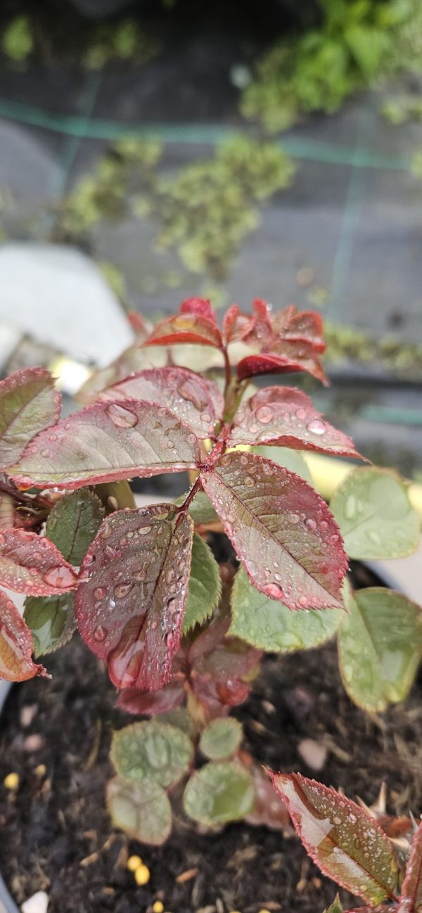 Rosa 'Deep Secret' Rosa 'Deep Secret'