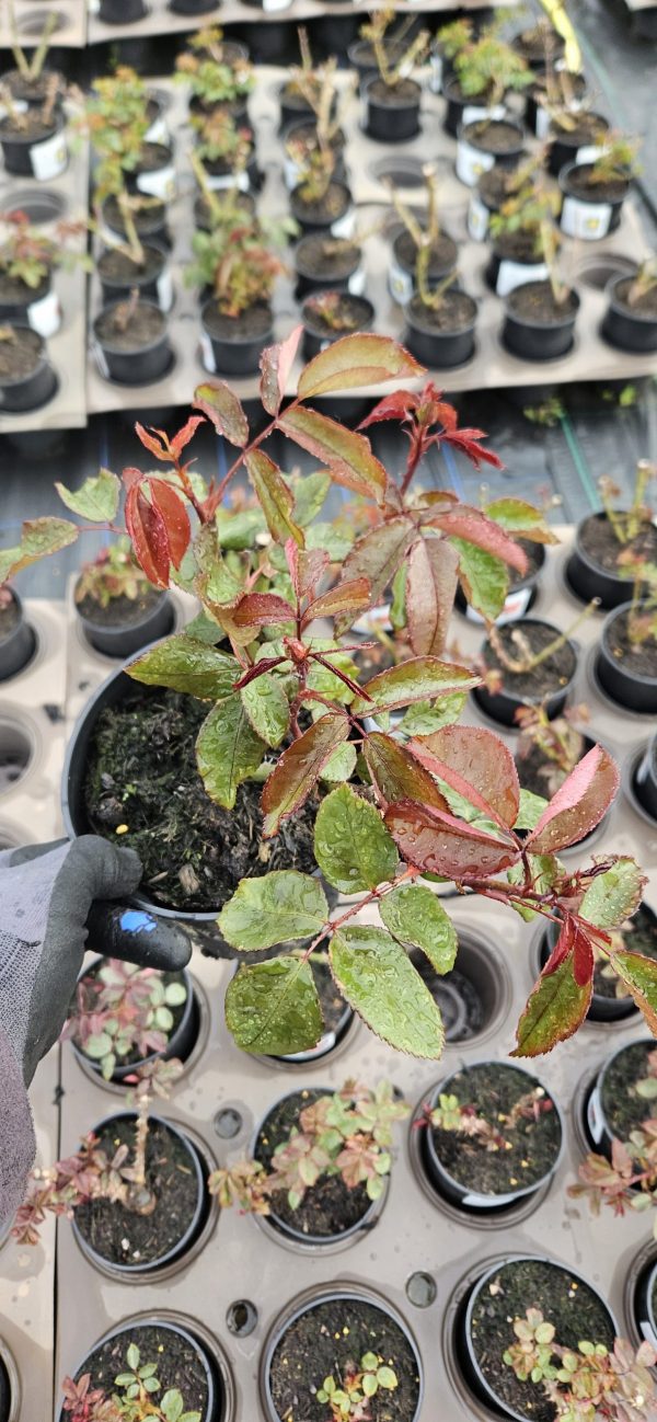 Rosa 'Deep Secret'2 Rosa 'Deep Secret'