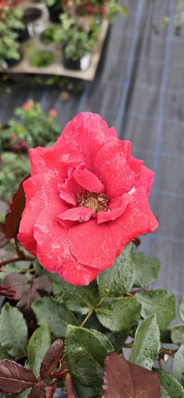 Rosa 'Fragrant Cloud' Rosa 'Fragrant Cloud'