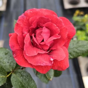 Rosa 'Fragrant Cloud'