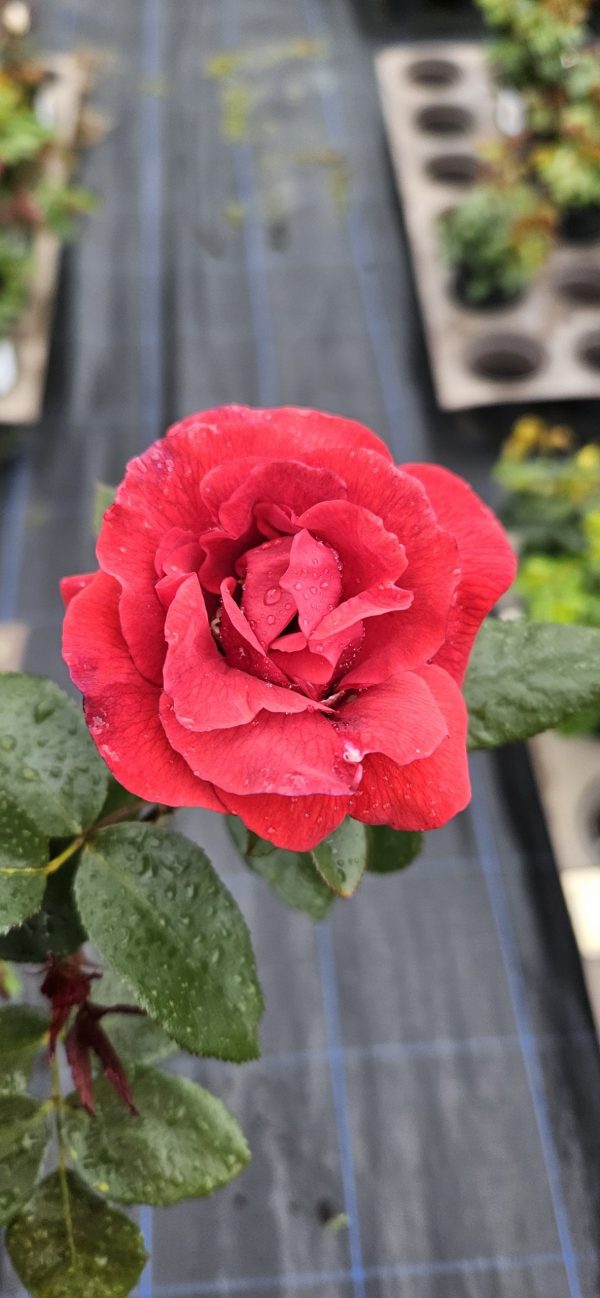 Rosa 'Fragrant Cloud'2 Rosa 'Fragrant Cloud'