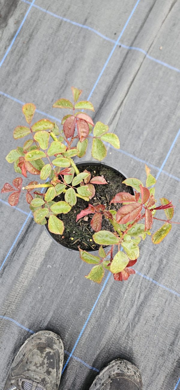 Rosa 'Fragrant Cloud'3 Rosa 'Fragrant Cloud'