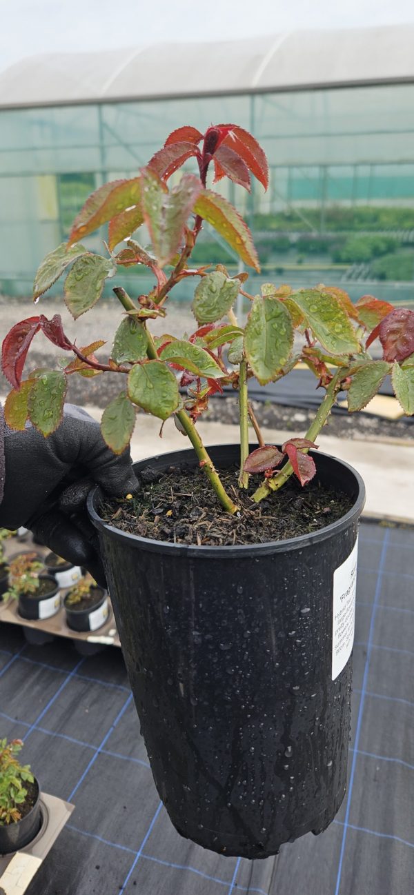 Rosa 'Fragrant Cloud'4 Rosa 'Fragrant Cloud'