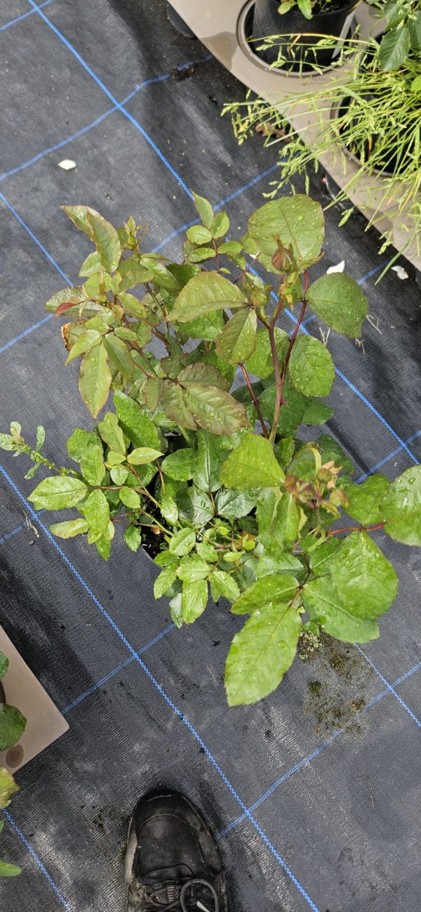 Rosa 'Friends for Life' Rosa 'Friends for Life'