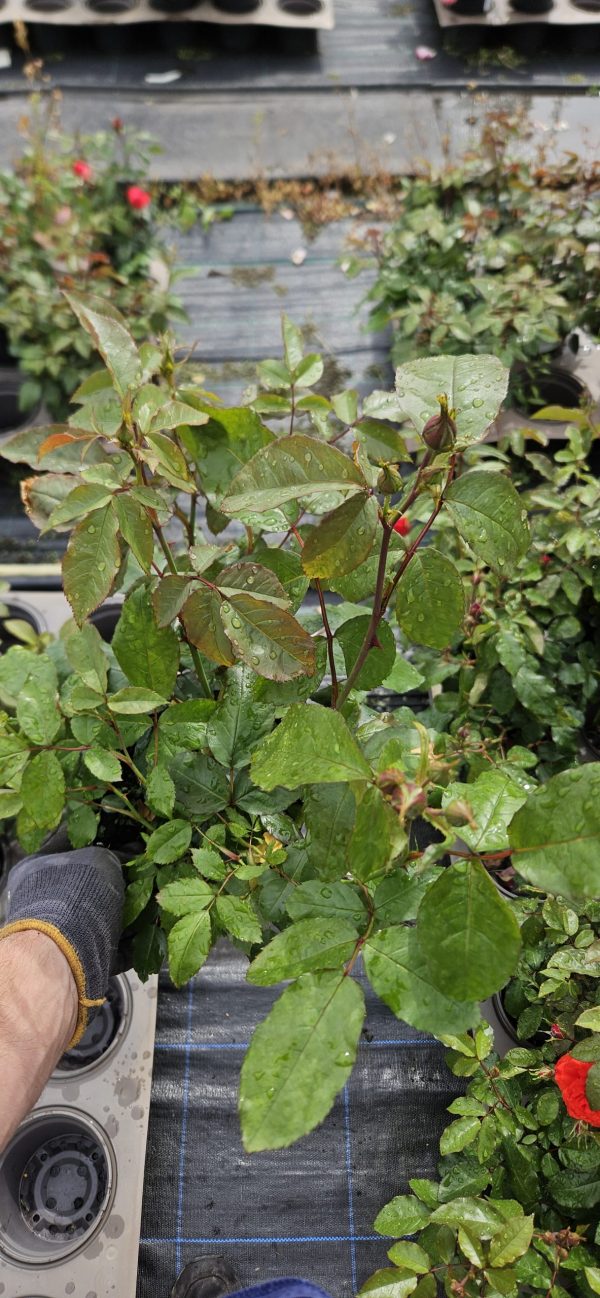 Rosa 'Friends for Life'2 Rosa 'Friends for Life'