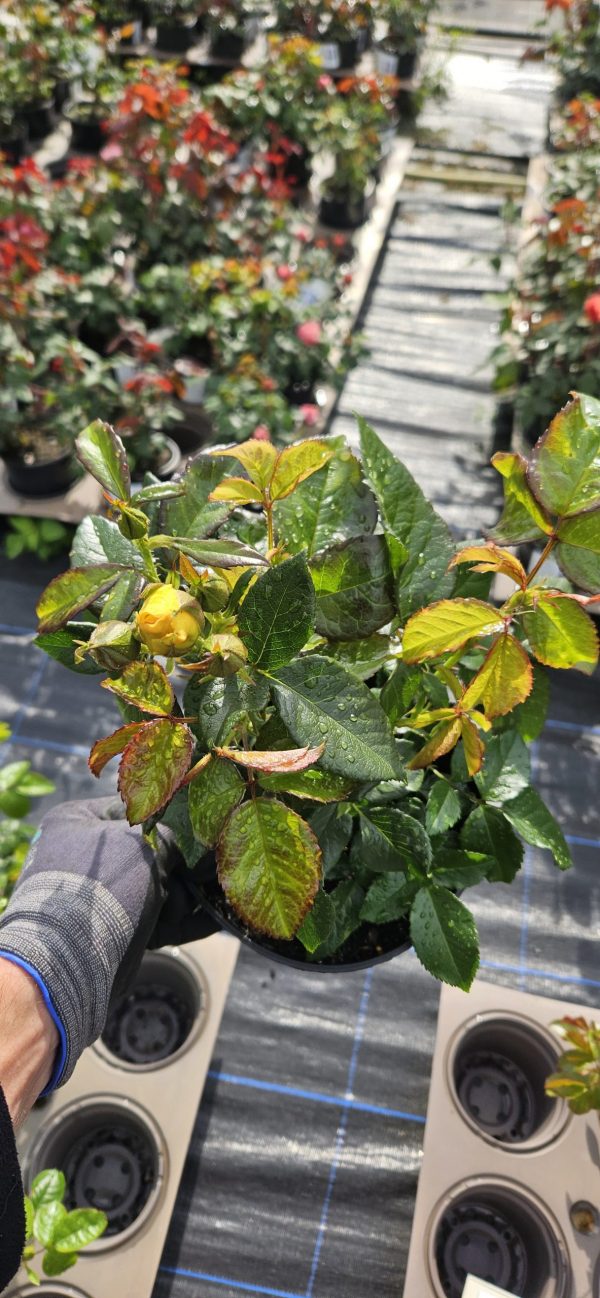 Rosa 'Golden Smiles'