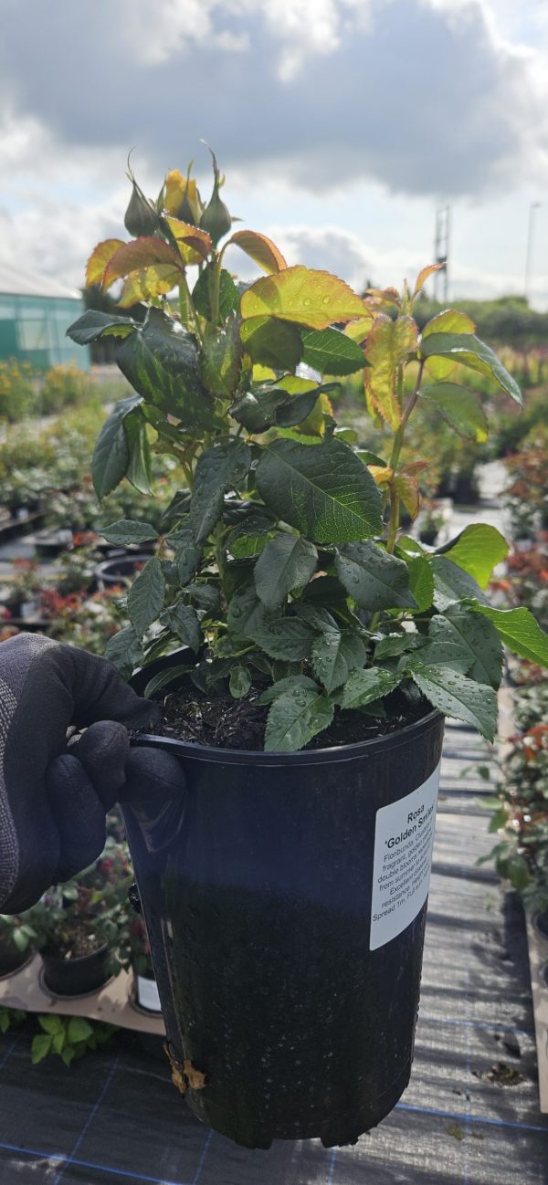 Rosa 'Golden Smiles'