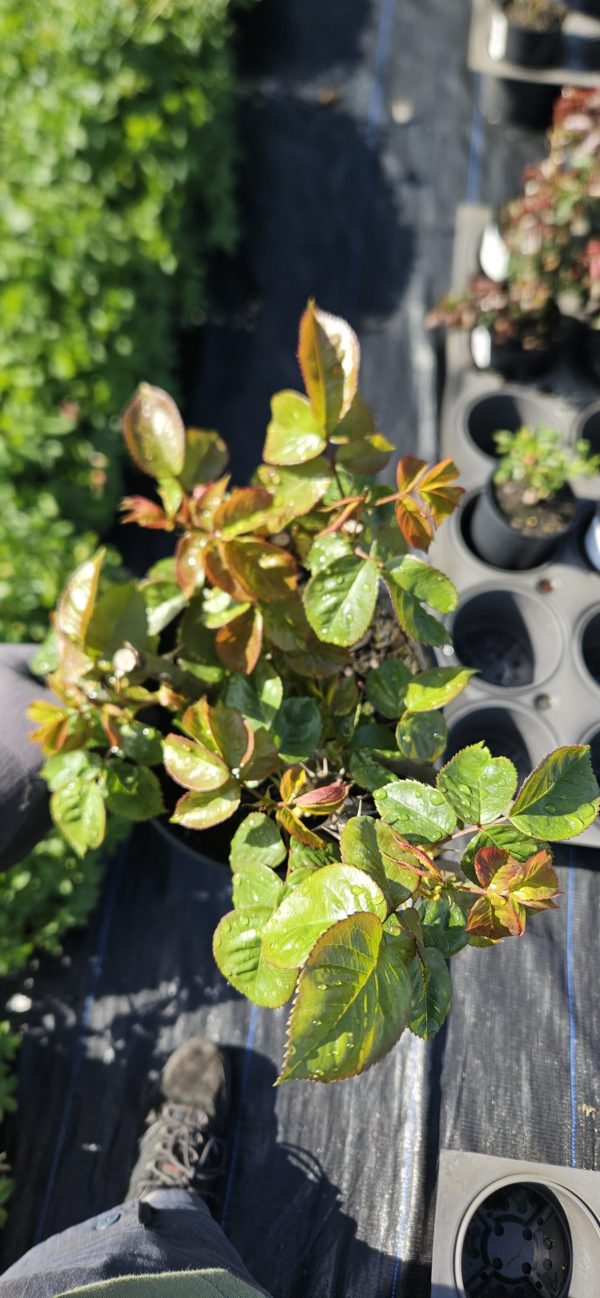 Rosa 'Golden Wedding'