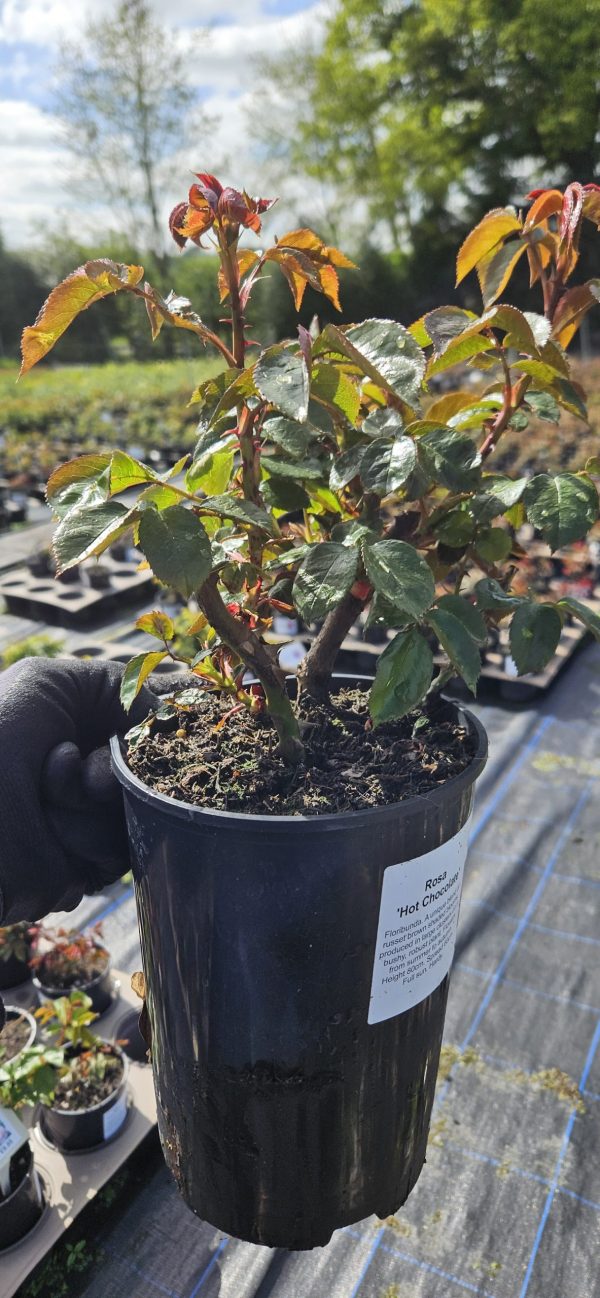 Rosa 'Hot Chocolate'
