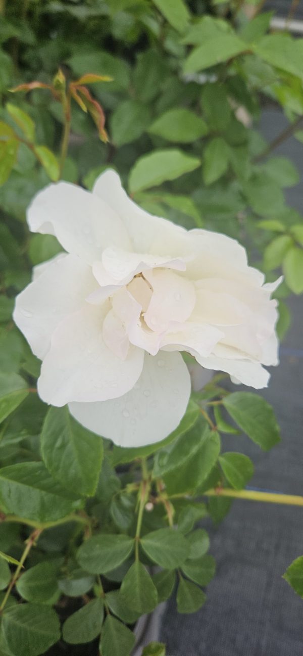 Rosa 'Iceberg'